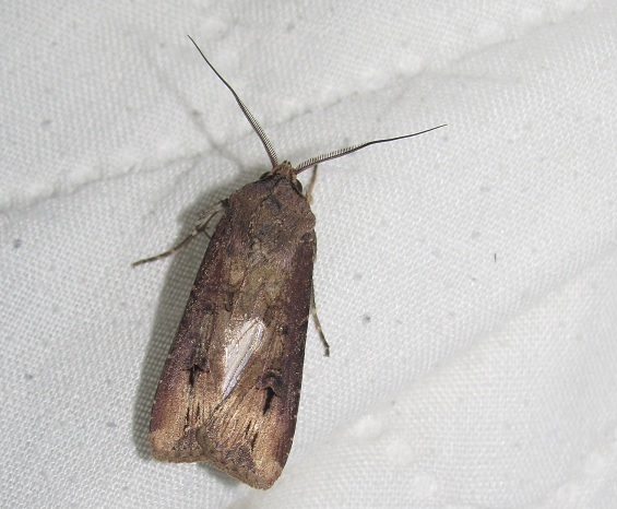 Agrotis ipsilon